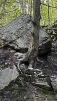 A tree with roots growing from under a large stone in a mountain forest. photo