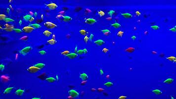 There is colorful fish around the reef in the aquarium. photo