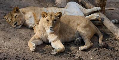 Two lionesses lie on the ground and rest on a summer day photo