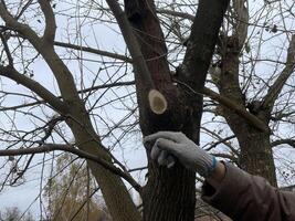Professional branch trimming of an aged tree photo