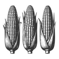 Three corn on the cob in a black and white drawing vector