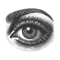 An illustration of an eye with long lashes vector
