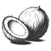 A drawing of a coconut with its shell cut open vector
