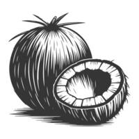 Coconut illustration isolated on white background vector