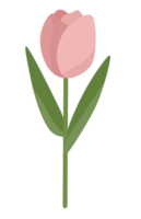 A pink tulip on a black background png