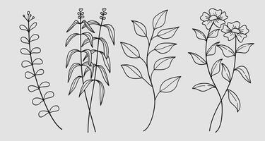 Hand drawn floral minimal elements in line art style. Greenery for decoration, wild and garden plants, branches, leaves. illustration vector