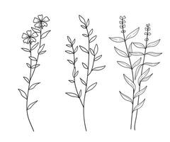 Set of twigs with leaves botanical hand- drawn. illustration vector