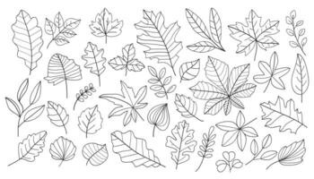 Hand - drawn autumn leaves outline from different trees, oak, maple, chestnut. Leaf line art collection for coloring books, patterns, stickers. illustration vector