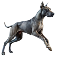 Majestic Great Dane in Mid Air Leap A Stunning Image for Advertising, Websites, and Design Projects png
