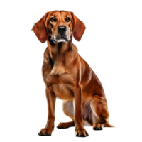 A Dog Isolated with transperant background png