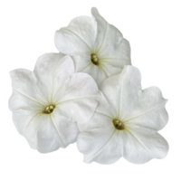 a group of white petunia flowers isolated from the background png