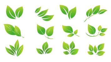 featuring eight different types of green leaves. Each leaf showcases unique shapes and vein patterns. graphic is simple, clean, and vibrant, ideal for nature-themed designs and eco-friendly projects vector