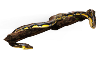 3d Illustration of A Golden Reticulated Python, Boa Constrictor The World's Biggest Snake Isolated Background. png