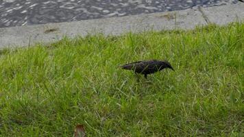 A group of starlings explores a grassy riverbank, searching for food, with a calm river reflecting the sky in the background. Captured in natural daylight, this scene highlights the serene and video