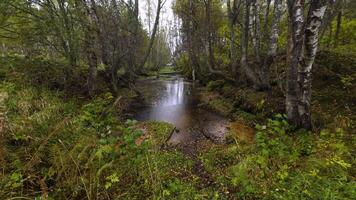 A gentle stream winds through a dense birch forest, surrounded by lush greenery. The rain creates ripples on the water, while autumn leaves cover the forest floor. A tranquil nature scene. Wide-angle video