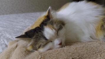 A close-up shot of a calico cat sleeping on a cozy beige blanket. The natural soft light enhances the cat's fur texture, emphasizing the serene and calm atmosphere. Captured with a narrow depth of video