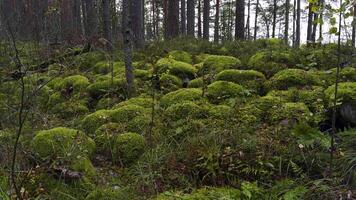 A serene forest floor filled with boulders covered in soft, bright green moss. The scene is peaceful under the tall pine trees, with a mix of small plants and ferns scattered throughout. Wide-angle video