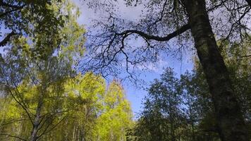 A stunning view looking up through autumn tree branches with yellow and green leaves against a bright blue sky. Captured with an upward angle, highlighting the contrast between the vibrant leaves and video