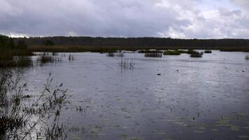 Gentle rain falls over a still marsh, with reeds and patches of vegetation scattered across the water. The cloudy sky adds to the tranquil and moody atmosphere of this serene landscape. Wide-angle video