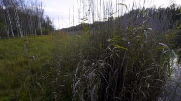 A peaceful autumn scene of a grassy meadow surrounded by tall reeds and birch trees. The soft light and muted colors of the landscape evoke a calm and serene atmosphere, with a view toward the distant video