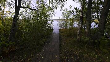 A small wooden dock peeks through the lush foliage of trees, leading to a peaceful lake. The calm waters reflect the overcast sky, creating a serene and secluded atmosphere. Wide-angle shot video