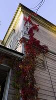 A vibrant red ivy climbs up the side of an aged wooden house, with the late autumn sunlight casting a warm glow. The weathered facade and the rich autumn colors create a nostalgic atmosphere video