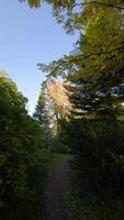 A low-angle view of trees showcasing vibrant autumn colors, with bright golden and green leaves standing out against a clear blue sky. The sun illuminates the canopy, creating a striking contrast video