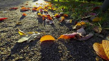 A close-up of vibrant red, yellow, and orange autumn leaves on a gravel path, with the sunlight casting long shadows. The photo captures the texture of the ground and the soft contrast between the video