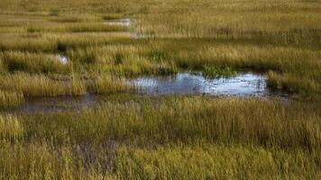 Close-up of an autumn wetland in Karelia, where pools of water reflect the sky above. The scene features golden marsh grass interspersed with shimmering water, capturing the essence of this natural video