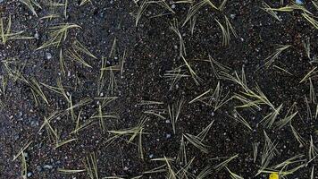 A close-up shot of golden pine needles scattered across a wet gravel path. The contrast between the dark stones and the delicate needles creates an interesting natural texture. Perfect for projects video