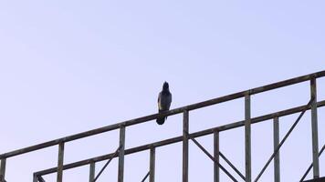 A group of hooded crows perch on a metal rail against a clear evening sky. The birds are silhouetted against the soft blue background, creating a tranquil scene that contrasts the rugged industrial video