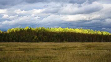 An autumn view of wetlands in Karelia, where wild birds inhabit open marshes surrounded by forest edges. The sunlight highlights the landscape while dramatic skies add depth, emphasizing the natural video