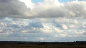 A distant view of migratory birds flying in formation beneath a dramatic cloudy sky. The scene captures the sense of movement and freedom as the birds journey across a wide, open landscape video
