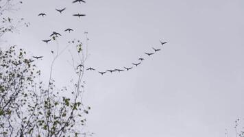 A flock of migratory birds flies in a V-formation across the overcast sky, captured from a low angle. The blurred motion of the wings adds a dynamic effect, while the autumn leaves on tree branches video