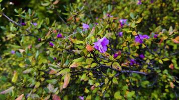 A bush filled with vibrant purple flowers blooms among autumn foliage in a serene garden setting. The contrast between the purple blossoms and the green and yellow leaves creates a beautiful seasonal video