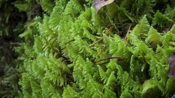 A macro shot of vibrant green moss, highlighting its delicate fronds and fine texture. The natural moisture and light create a fresh appearance, while small pine needles are scattered among the moss video