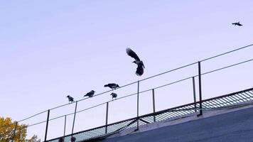 A group of hooded crows perch on a metal rail against a clear evening sky. The birds are silhouetted against the soft blue background, creating a tranquil scene that contrasts the rugged industrial video