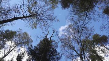 An upward view of tall trees with sparse autumn leaves against a blue sky. The wide-angle perspective captures the branches reaching out in all directions, creating a sense of openness and connection video