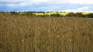 A close view of tall autumn reeds swaying gently in the wetlands of Karelia, with a forest line in the background. The golden tones of the reeds capture the essence of the season, contrasting with the video
