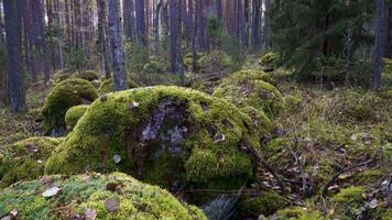 A peaceful scene in a dense pine forest, featuring large boulders covered in thick green moss. Fallen leaves add to the autumn atmosphere, while soft light filters through the trees, creating a serene video