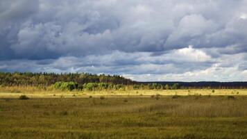 An autumn view of wetlands in Karelia, where wild birds inhabit open marshes surrounded by forest edges. The sunlight highlights the landscape while dramatic skies add depth, emphasizing the natural video