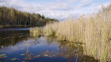 A tranquil lake scene captured in autumn, with tall reeds swaying near the shore and birch trees lining the background. The reflection on the water adds depth, while the partly cloudy sky enhances the video