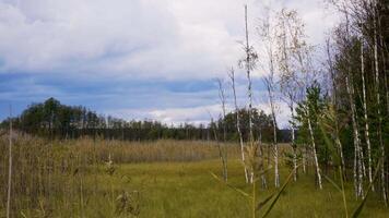 A scenic autumn meadow featuring tall reeds and birch trees, captured on a partly cloudy day. The natural landscape showcases the changing season, with soft light illuminating the foliage and video