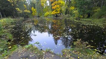 A serene autumn pond scene captured at eye level with a wide-angle view, showcasing reflections of vibrant yellow and green foliage in calm waters. Fallen leaves float across the pond's surface video