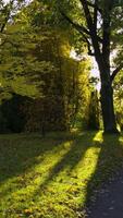 Tall trees with yellow leaves illuminated by warm sunlight, casting long shadows across a grassy park. Small insects are visible flying in the glowing sunbeams, enhancing the peaceful autumn video