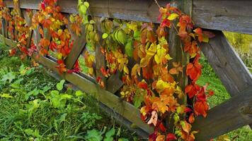 Close-up of a wooden fence adorned with colorful autumn vines in red, yellow, and green hues. Taken from a low angle along a countryside path, the foliage creates a natural contrast against the video