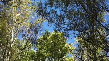 An upward view of autumn trees swaying vigorously in the wind, with sunlight illuminating the green and yellow leaves against a clear blue sky. The motion creates a dynamic and lively atmosphere video