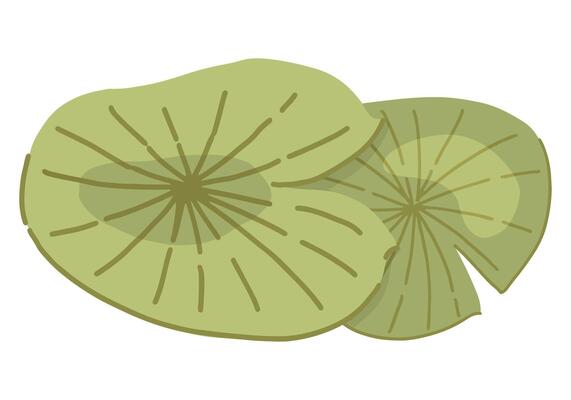 Abstract water lily plant in pond, green leaf pads. Lotus leaves in cartoon style. Botanical clip art isolated on white. Single illustration.