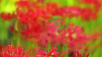 Red spider lily at the forest at autumn sunny day video