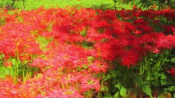 Red spider lily at the forest at autumn sunny day video